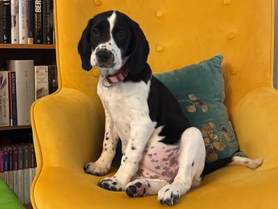 Sadie is a female Cockalier puppy in Meath