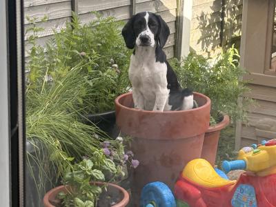 Sadie is a female Cockalier puppy in Meath