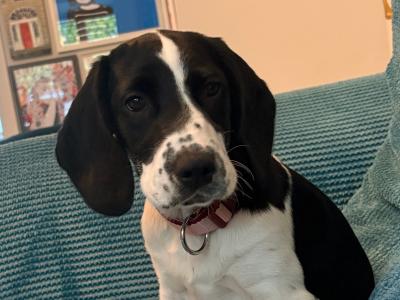 Sadie is a female Cockalier puppy in Meath