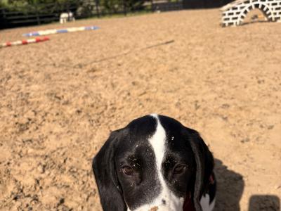 Sadie is a female Cockalier puppy in Meath