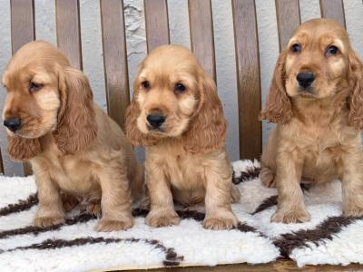 IKC Registered Cocker Spaniel puppies in Laois