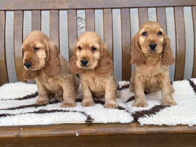 IKC Registered Cocker Spaniel puppies in Laois