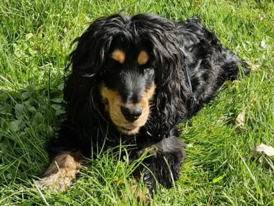 Black and tan male Cocker Spaniel 2 years old in Limerick