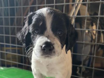 Springer Spaniel puppies for sale in Wexford