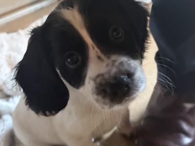 Springer Spaniel puppies for sale in Wexford