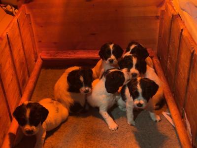 Springer Spaniel puppies for sale in Wexford