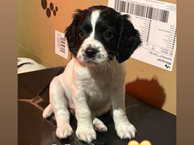 Springer Spaniel puppies for sale in Wexford