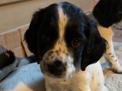 Springer Spaniel puppies for sale in Wexford