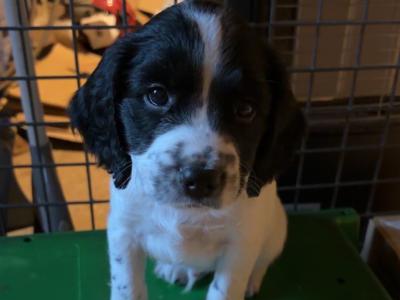 Springer Spaniel puppies for sale in Wexford
