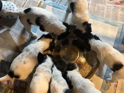 Springer Spaniel puppies for sale in Wexford