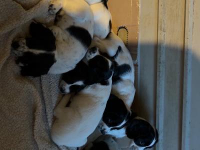 Springer Spaniel puppies for sale in Wexford