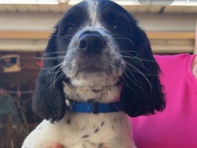 Springer Spaniel puppies for sale in Wexford