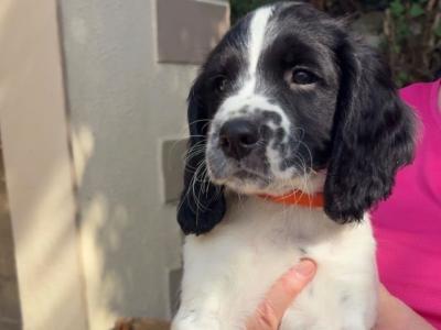 Springer Spaniel puppies for sale in Wexford
