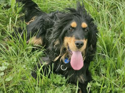 Black and tan male Cocker Spaniel 2 years old in Limerick