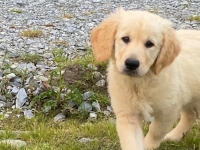 Golden Retriever puppies in Donegal 1 left