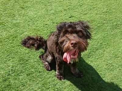 Male Chocolate Brown Cavapoo puppy in Westmeath