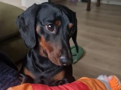Black & Tan Miniature Dachshund