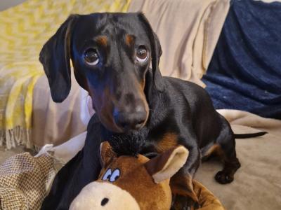 Black & Tan Miniature Dachshund