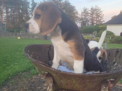 Beagle puppies for sale in Tipperary