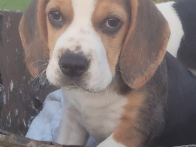 Beagle puppies for sale in Tipperary