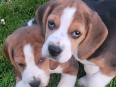 Beagle puppies for sale in Tipperary