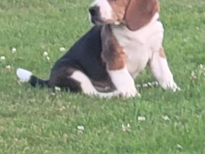 Beagle puppies for sale in Tipperary