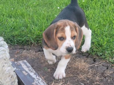 Beagle puppies for sale in Tipperary