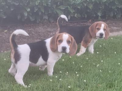 Beagle puppies for sale in Tipperary