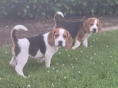 Beagle puppies for sale in Tipperary