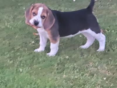 Beagle puppies for sale in Tipperary