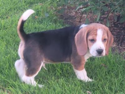 Beagle puppies for sale in Tipperary