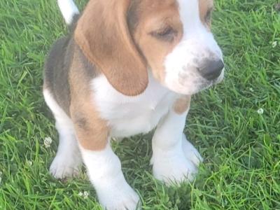 Beagle puppies for sale in Tipperary
