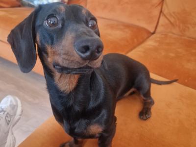 Black & Tan Miniature Dachshund