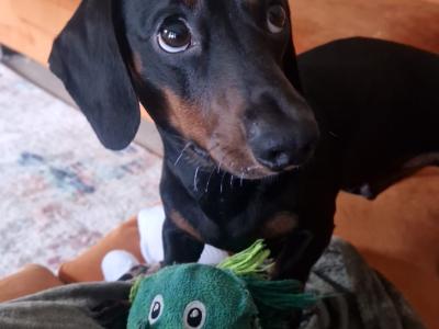 Black & Tan Miniature Dachshund