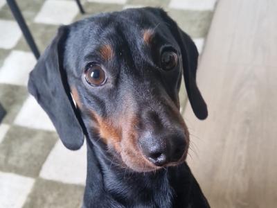 Black & Tan Miniature Dachshund