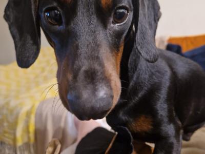 Black & Tan Miniature Dachshund