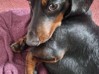 Black & Tan Miniature Dachshund