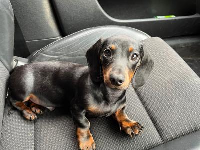 Black & Tan Miniature Dachshund