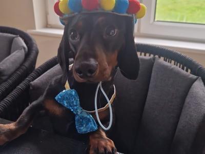 Black & Tan Miniature Dachshund
