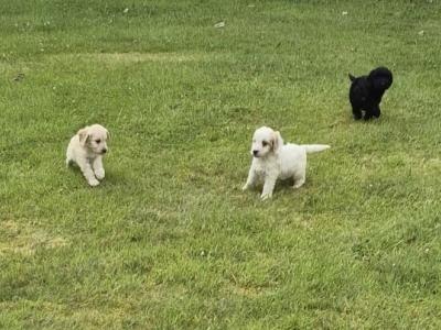 Adorable Cockapoo puppies in Sligo