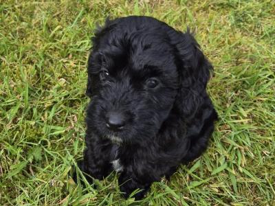 Adorable Cockapoo puppies in Sligo