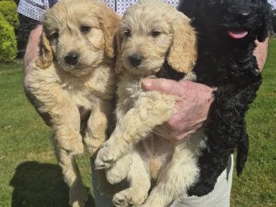 Adorable Cockapoo puppies in Sligo