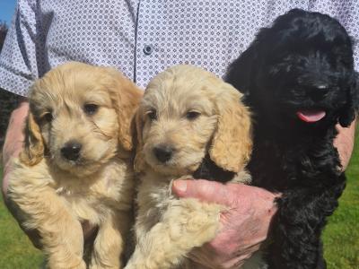 Adorable Cockapoo puppies in Sligo
