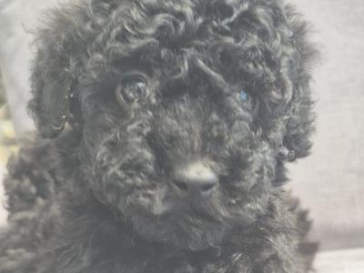 Toy Poodle puppies in Sligo