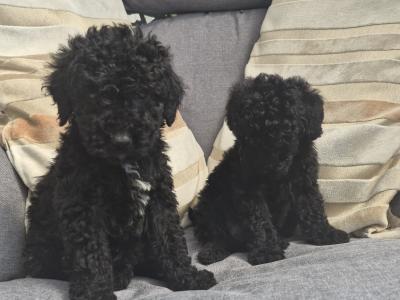 Toy Poodle puppies in Sligo