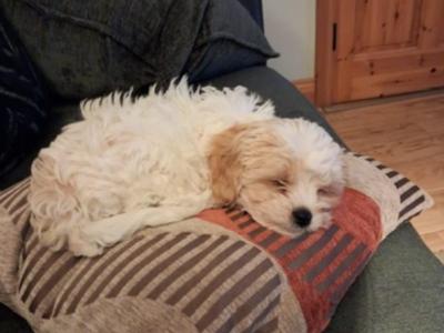 Male Cavachon puppy for sale in Cork