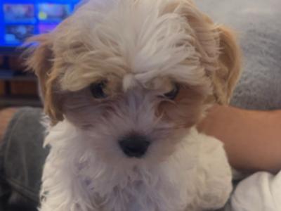 Male Cavachon puppy for sale in Cork