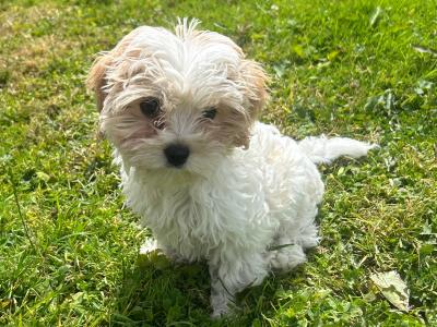 Male Cavachon puppy for sale in Cork