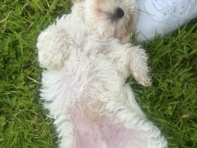Male Cavachon puppy for sale in Cork
