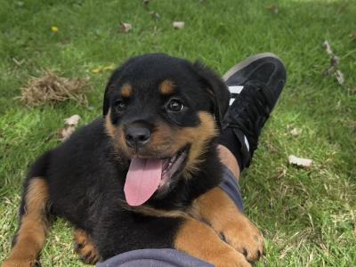 IKC Registered (pending) Rottweiler puppies in Kilkenny